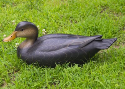 George Strunk Black Duck